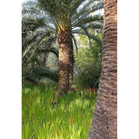 Riviera Garden Palm II Gold Ornate Wood Framed Art Print with Double Matting by Crane, Rita