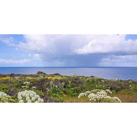 Coastal Wildflowers I Gold Ornate Wood Framed Art Print with Double Matting by Crane, Rita