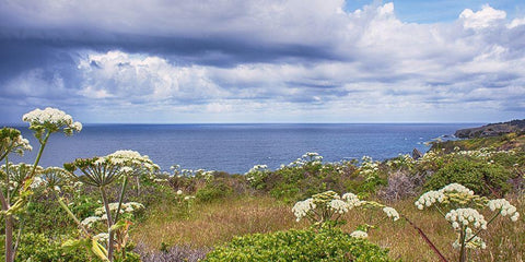 Coastal Wildflowers II White Modern Wood Framed Art Print with Double Matting by Crane, Rita