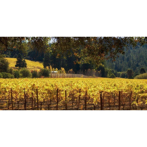 Golden Vineyard I Black Modern Wood Framed Art Print with Double Matting by Crane, Rita