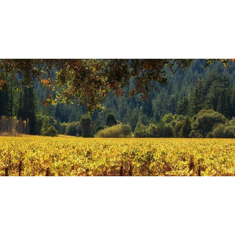 Golden Vineyard II White Modern Wood Framed Art Print by Crane, Rita