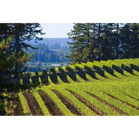 Sunlit Vineyard I Gold Ornate Wood Framed Art Print with Double Matting by Crane, Rita