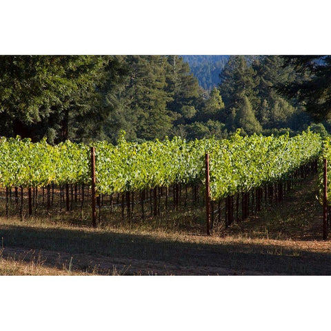 Sunlit Vineyard II White Modern Wood Framed Art Print by Crane, Rita