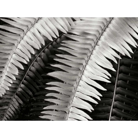 Fern I Black Modern Wood Framed Art Print by Christensen, Jim