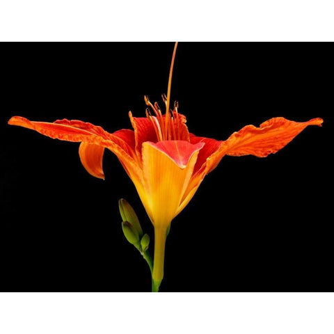 Day Lily I Black Modern Wood Framed Art Print with Double Matting by Christensen, Jim