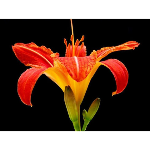 Day Lily II Black Modern Wood Framed Art Print with Double Matting by Christensen, Jim