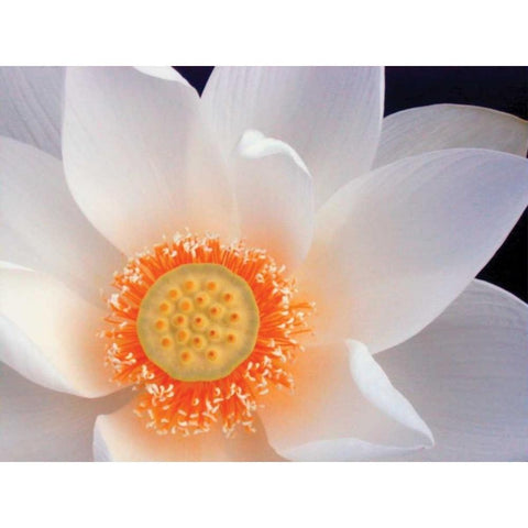 Lotus I White Modern Wood Framed Art Print by Christensen, Jim