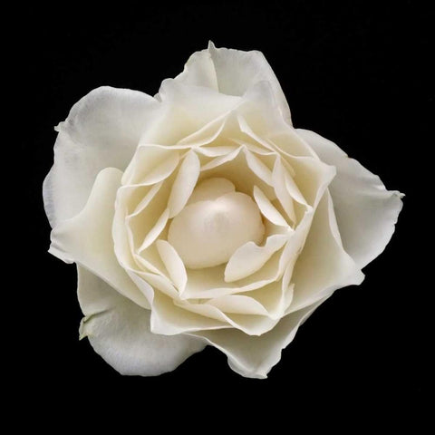 White Rose I Black Modern Wood Framed Art Print by Christensen, Jim