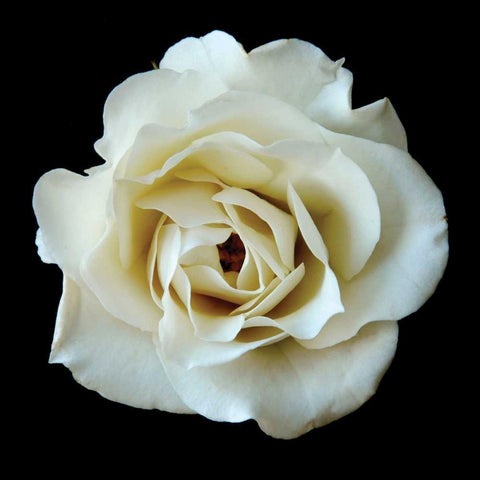 White Rose II White Modern Wood Framed Art Print by Christensen, Jim