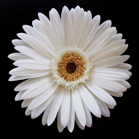 White Gerber Daisy Black Modern Wood Framed Art Print with Double Matting by Christensen, Jim