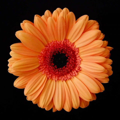 Orange Gerber Daisy Black Modern Wood Framed Art Print with Double Matting by Christensen, Jim