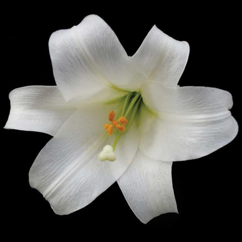 White Lily White Modern Wood Framed Art Print by Christensen, Jim