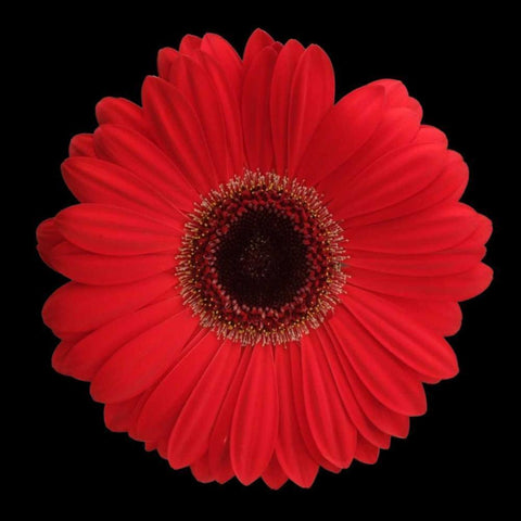 Red Gerbera Daisy Black Modern Wood Framed Art Print with Double Matting by Christensen, Jim