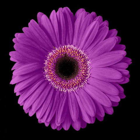 Purple Gerbera Daisy Black Modern Wood Framed Art Print with Double Matting by Christensen, Jim