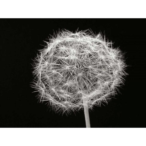 Dandelion 1 Black Modern Wood Framed Art Print with Double Matting by Christensen, Jim