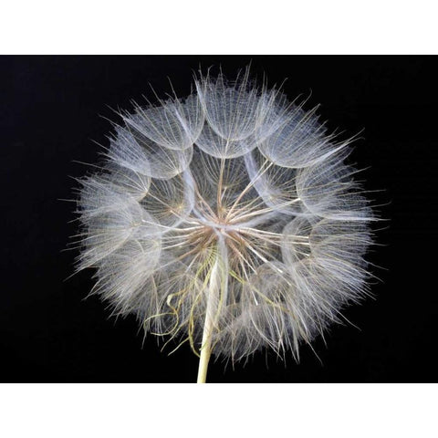 Goats Beard 1 White Modern Wood Framed Art Print by Christensen, Jim