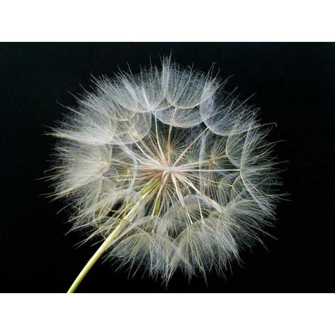 Goats Beard 2 White Modern Wood Framed Art Print by Christensen, Jim