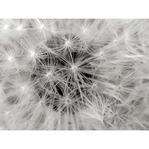 Dandelion 2 White Modern Wood Framed Art Print by Christensen, Jim