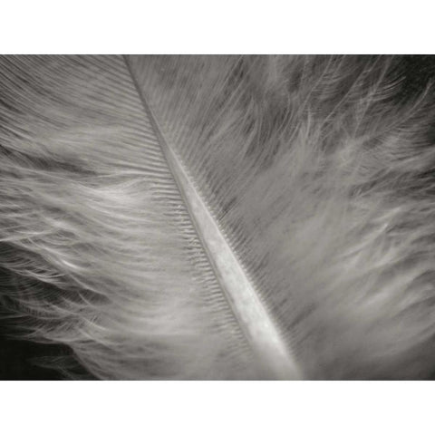 Feather II Black Modern Wood Framed Art Print with Double Matting by Christensen, Jim