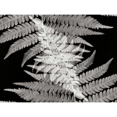 Ferns II Black Modern Wood Framed Art Print with Double Matting by Christensen, Jim