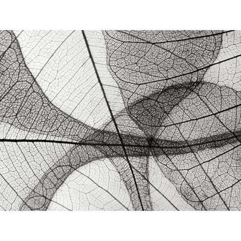 Leaf Designs I BW Black Modern Wood Framed Art Print with Double Matting by Christensen, Jim