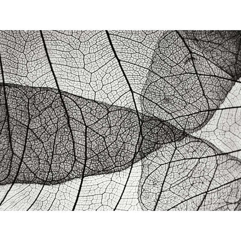 Leaf Designs II BW White Modern Wood Framed Art Print by Christensen, Jim