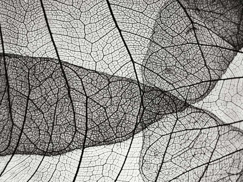 Leaf Designs II BW White Modern Wood Framed Art Print with Double Matting by Christensen, Jim