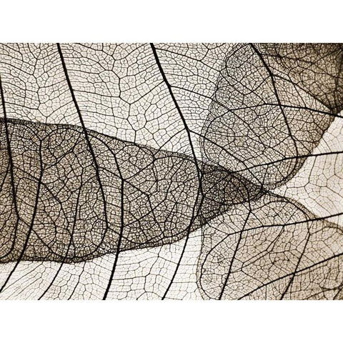 Leaf Designs II Sepia Black Modern Wood Framed Art Print with Double Matting by Christensen, Jim