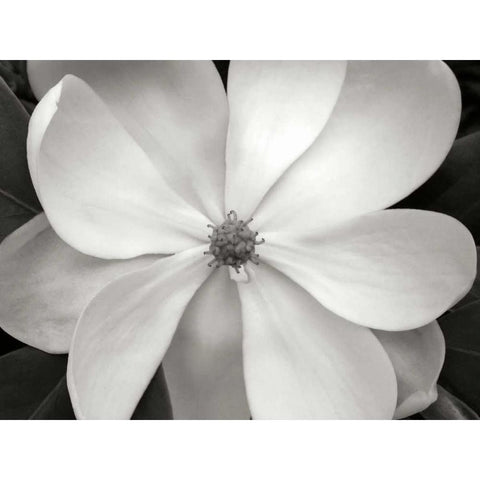 Magnolia I Black Modern Wood Framed Art Print with Double Matting by Christensen, Jim