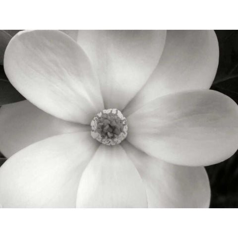 Magnolia II White Modern Wood Framed Art Print by Christensen, Jim