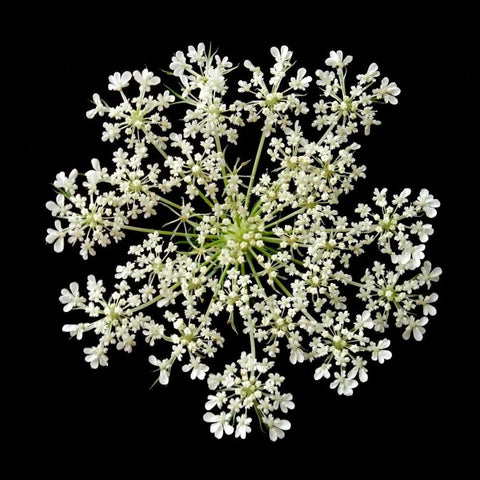 Queen Annes Lace II White Modern Wood Framed Art Print with Double Matting by Christensen, Jim