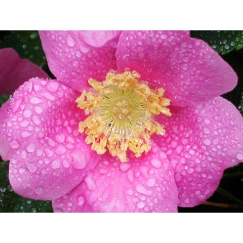 Flower After Rain II White Modern Wood Framed Art Print by Christensen, Jim