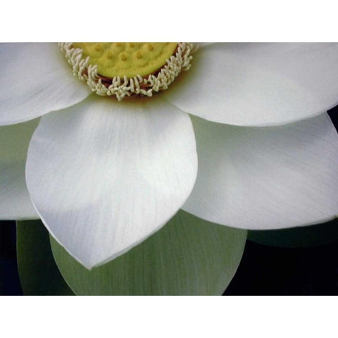 Macro Lotus Gold Ornate Wood Framed Art Print with Double Matting by Christensen, Jim