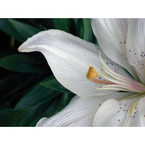 Macro Lily Black Modern Wood Framed Art Print by Christensen, Jim