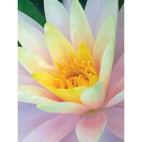 Water Lily White Modern Wood Framed Art Print by Christensen, Jim