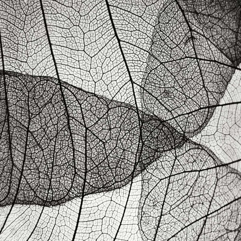 Leaf Designs IV BW White Modern Wood Framed Art Print by Christensen, Jim