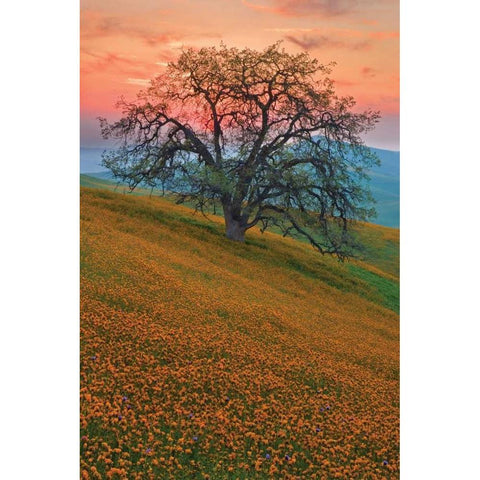 Rancheria White Modern Wood Framed Art Print by Geistweite, Mark