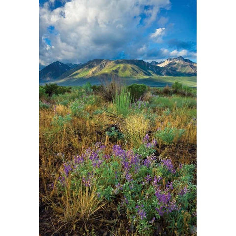 Eastern Sierra III Gold Ornate Wood Framed Art Print with Double Matting by Geistweite, Mark