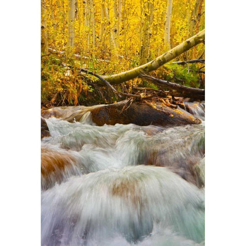 Autumn Brook Black Modern Wood Framed Art Print with Double Matting by Geistweite, Mark