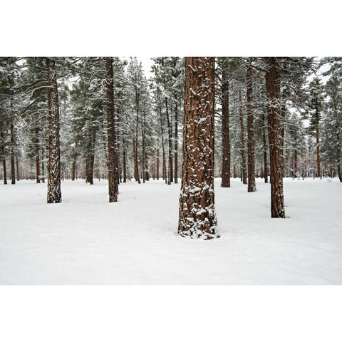 Ponderosa Forest White Modern Wood Framed Art Print by Hellmann, Stan