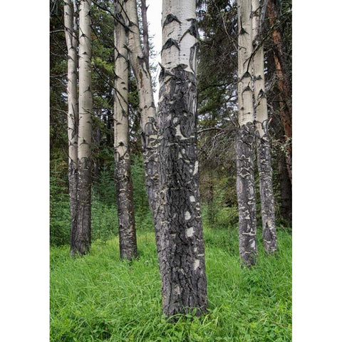 Birch Stand Black Modern Wood Framed Art Print with Double Matting by Hellmann, Stan