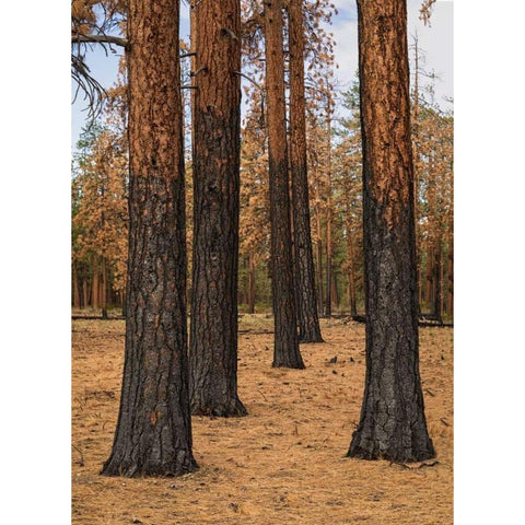 Ponderosa Forest after Fire Gold Ornate Wood Framed Art Print with Double Matting by Hellmann, Stan