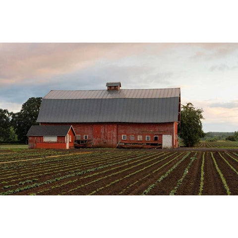 Mt. Angel Barn Gold Ornate Wood Framed Art Print with Double Matting by Hellmann, Stan