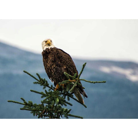 Bald Eagle I White Modern Wood Framed Art Print by Hellmann, Stan