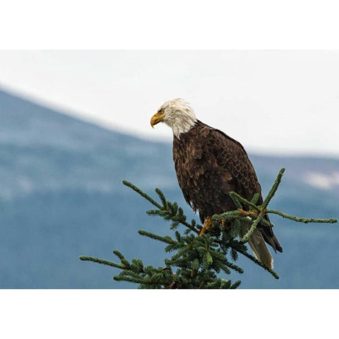 Bald Eagle II Gold Ornate Wood Framed Art Print with Double Matting by Hellmann, Stan