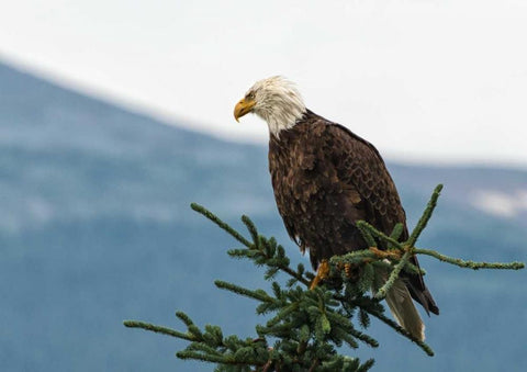 Bald Eagle II White Modern Wood Framed Art Print with Double Matting by Hellmann, Stan