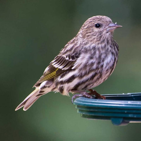 Pine Siskin Gold Ornate Wood Framed Art Print with Double Matting by Hellmann, Stan