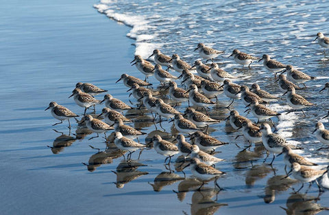 Sandpipers at Kalaloch White Modern Wood Framed Art Print with Double Matting by Hellmann, Stan