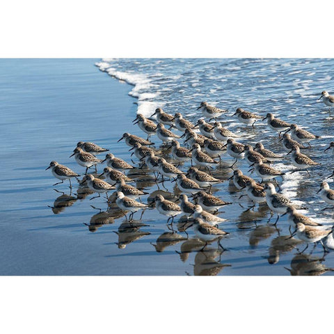 Sandpipers at Kalaloch Black Modern Wood Framed Art Print with Double Matting by Hellmann, Stan