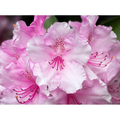Rhododendron White Modern Wood Framed Art Print by Hellmann, Stan